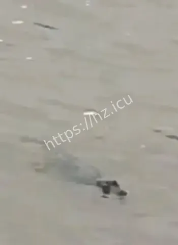 重庆长江惊现鳄鱼